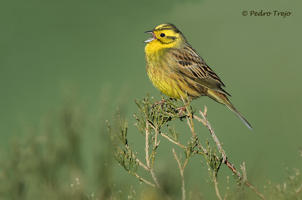 Escribano cerillo (Emberiza citrinella)